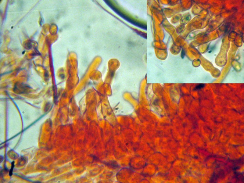 Tubaria sp. da determinare (cfr. Tubaria hiemalis)